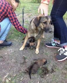 最新台湾狗崽爆料视频  第1张