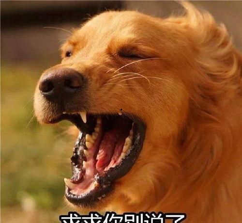 最新台湾狗崽爆料视频  第2张